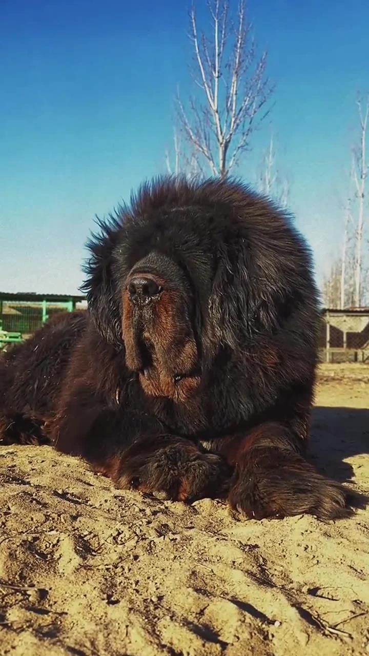 200多斤的大藏獒你见过吗?