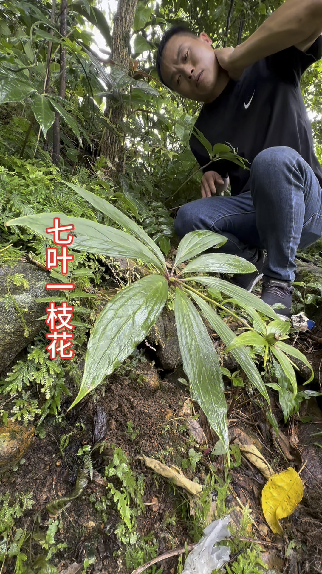 野生中草药材,七叶一枝花,别名重楼,国家保护物种