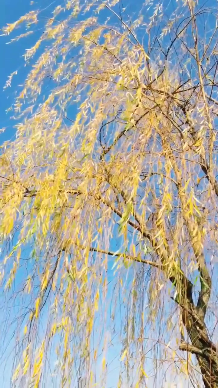 秋季旅游,柳叶飘飘,婀娜多姿,轻盈柔美!旅游推荐