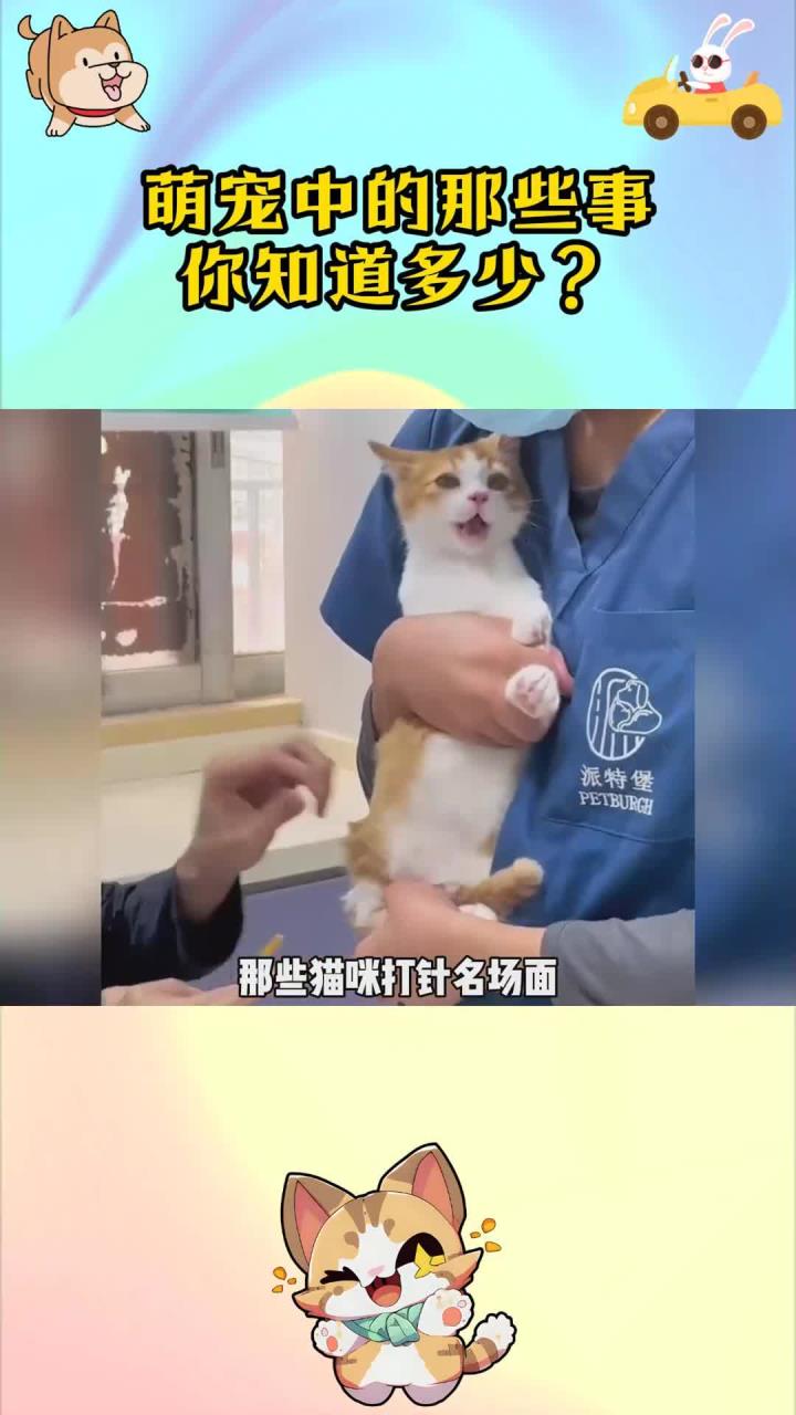 那些猫咪打针名场面,来看看谁的表情更夸张