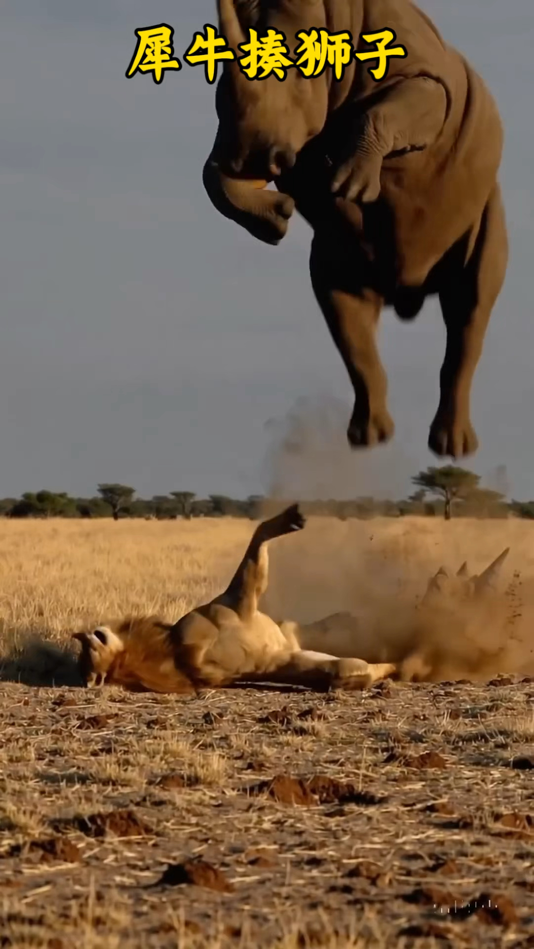 为什么狮子不敢攻击犀牛为什么在线