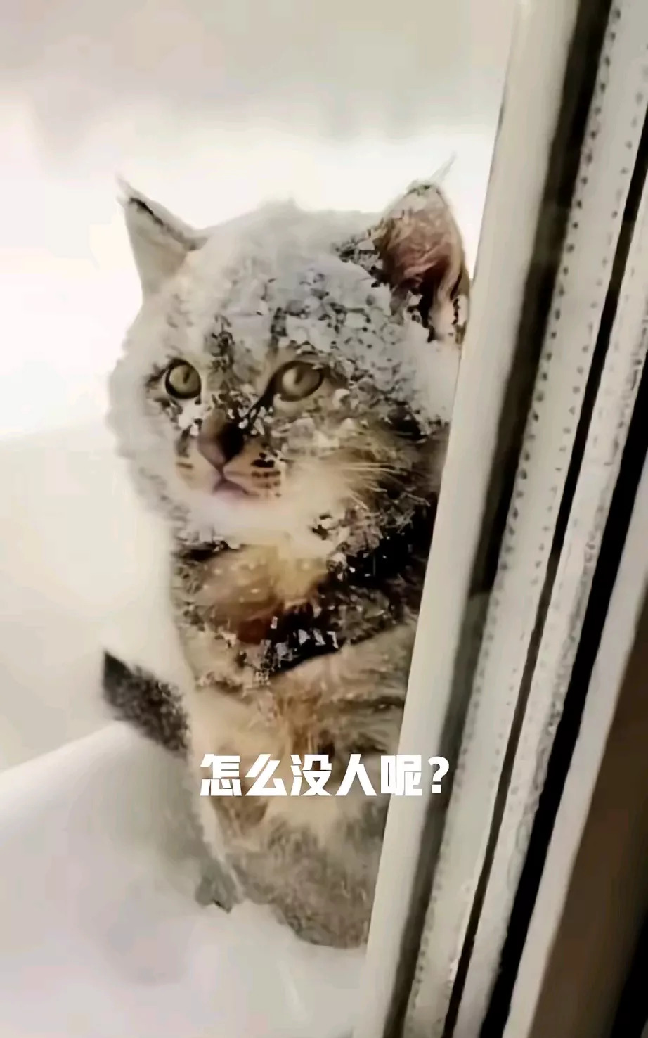 猫咪为什么发抖