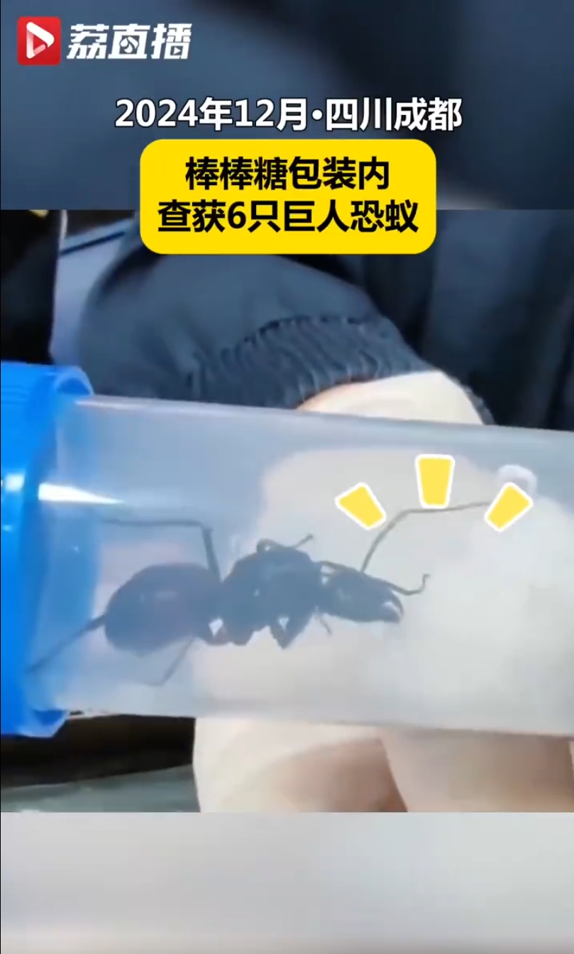 【海关在棒棒糖包装内查获6只巨人恐蚁】近日,成都海关所属邮局海关关