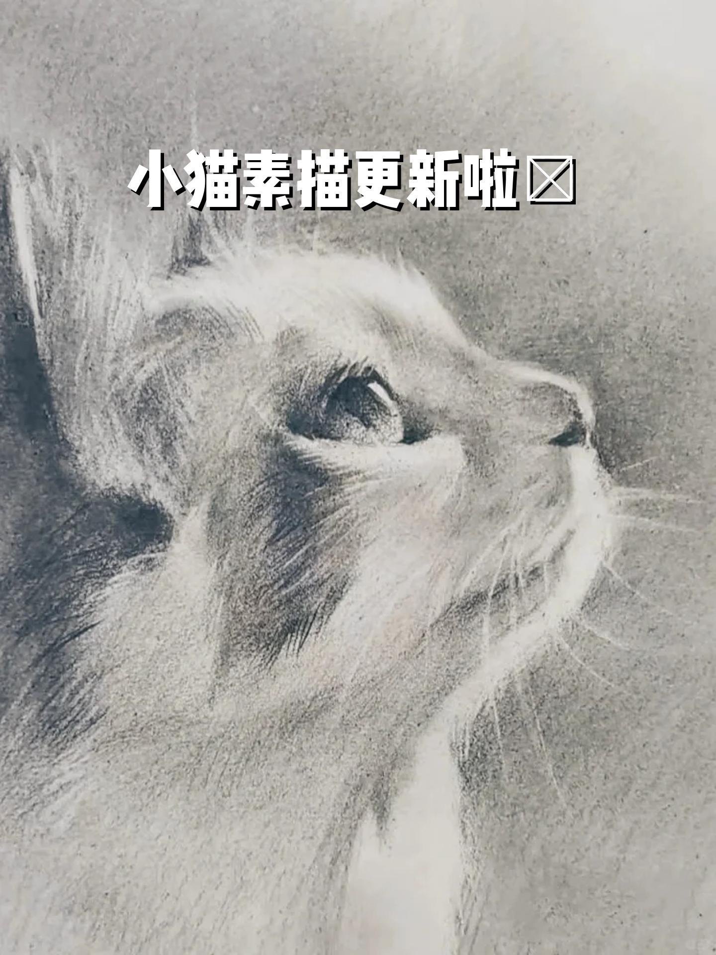 小猫素描更新啦～ [斜眼r] 动物素描之～修猫篇
