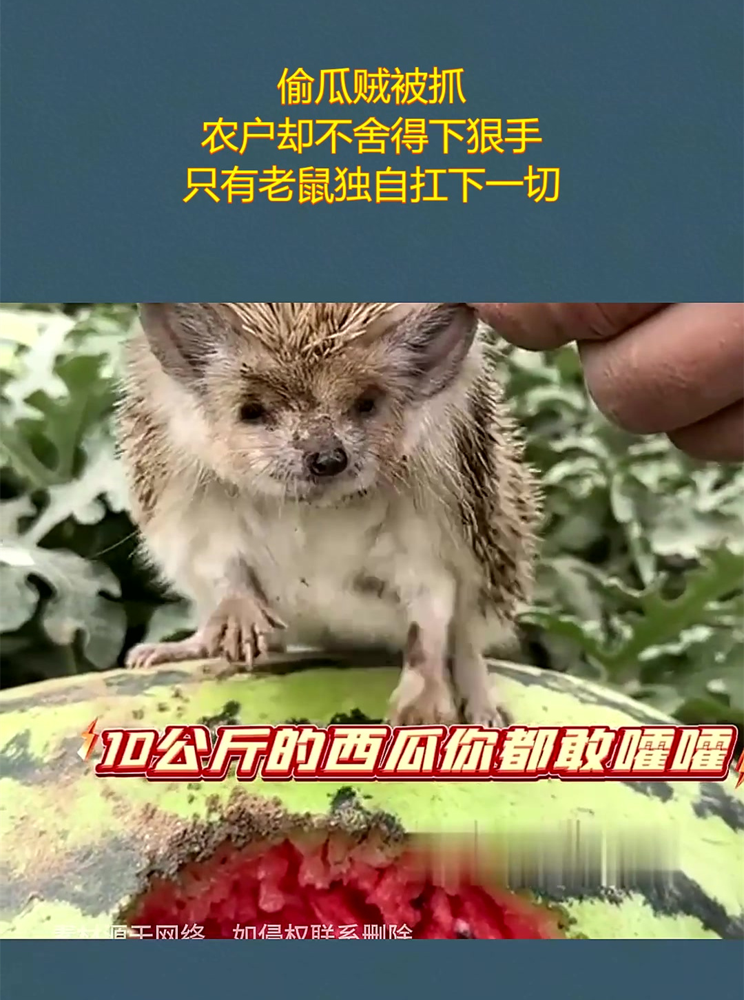 偷瓜贼被抓,农户却不舍得下狠手,只有老鼠独自扛下一切!