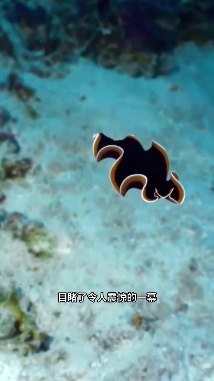 渔民出海捕鱼,意外拍到不明生物,有谁知道这个什么物种吗?