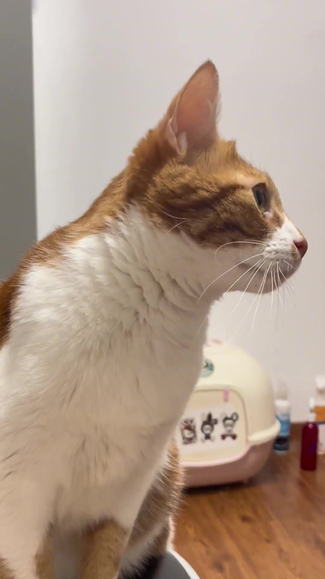 猫咪听到这个bgm都会瞪大眼睛吗