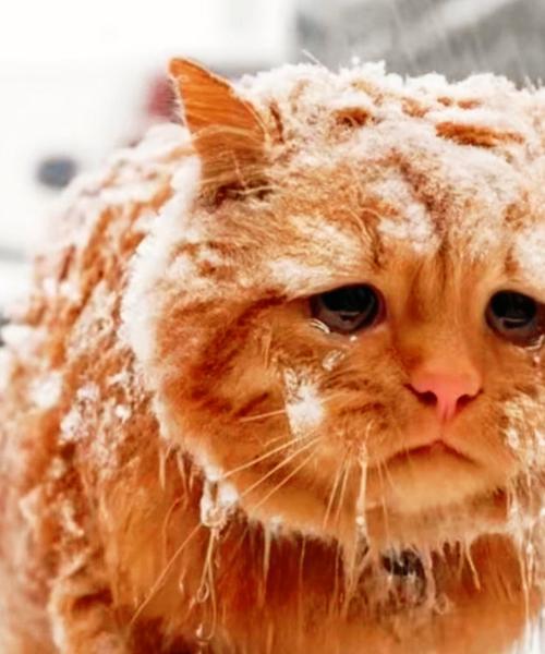 它们相互依偎着,小小的身躯在凛冽寒风中瑟瑟发抖