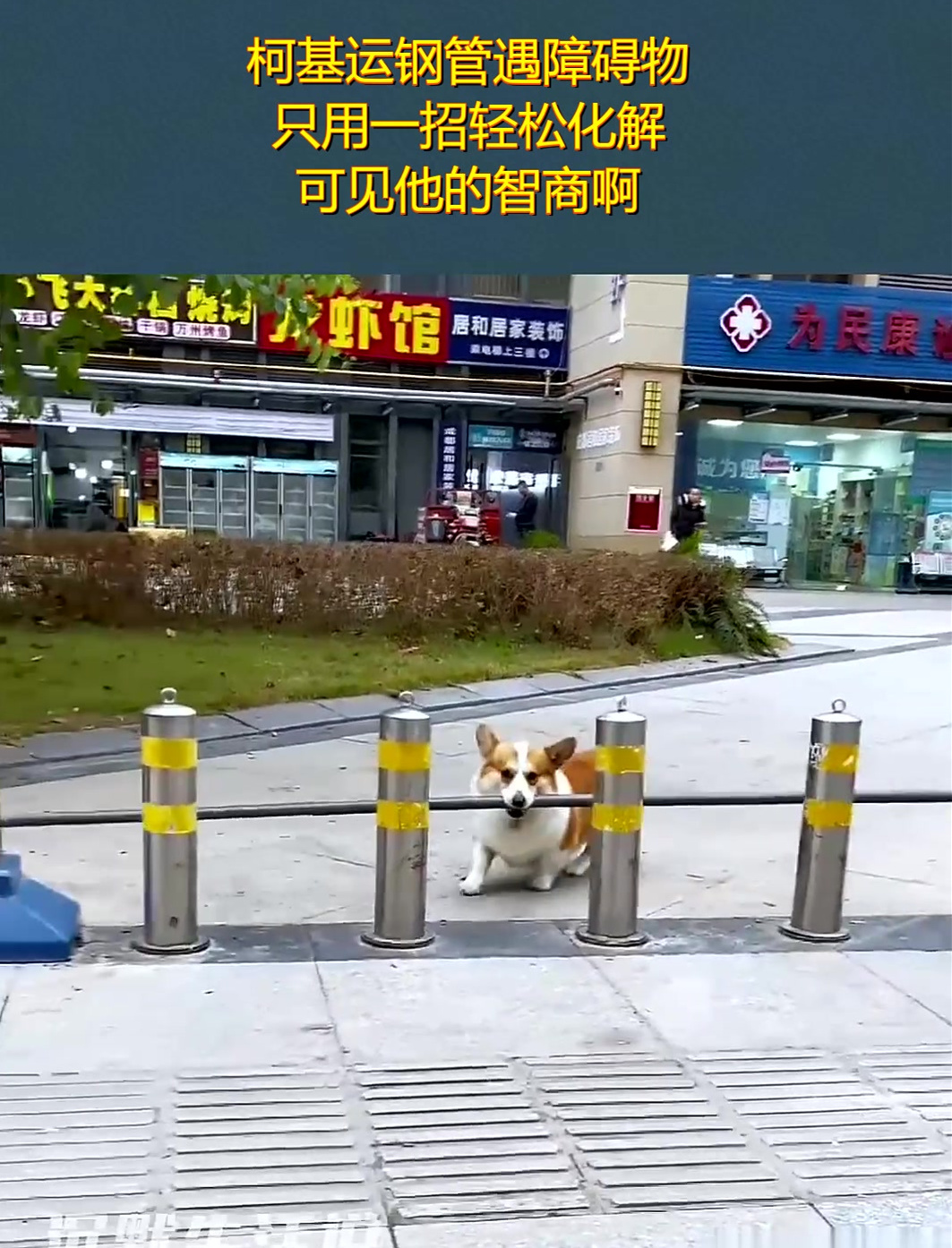 柯基运钢管遇障碍物,只用一招轻松化解,可见他的智商啊