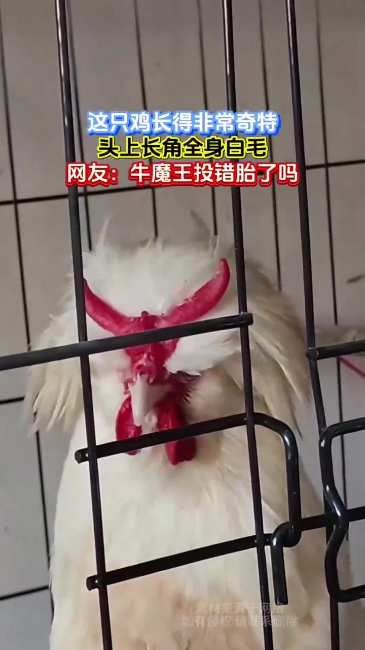 这只鸡长得非常奇特,头上长角全身白毛,网友:牛魔王投错胎了吗