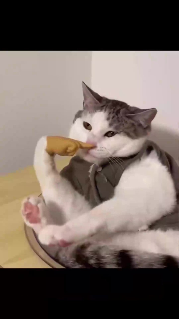 当猫猫戴上手指套,哈哈哈