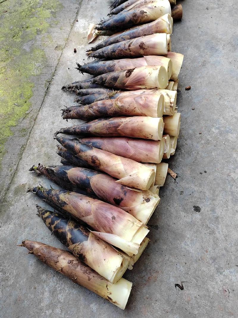 近日,多地医院急诊科接连收治因食用竹笋导致消化道出血的患者