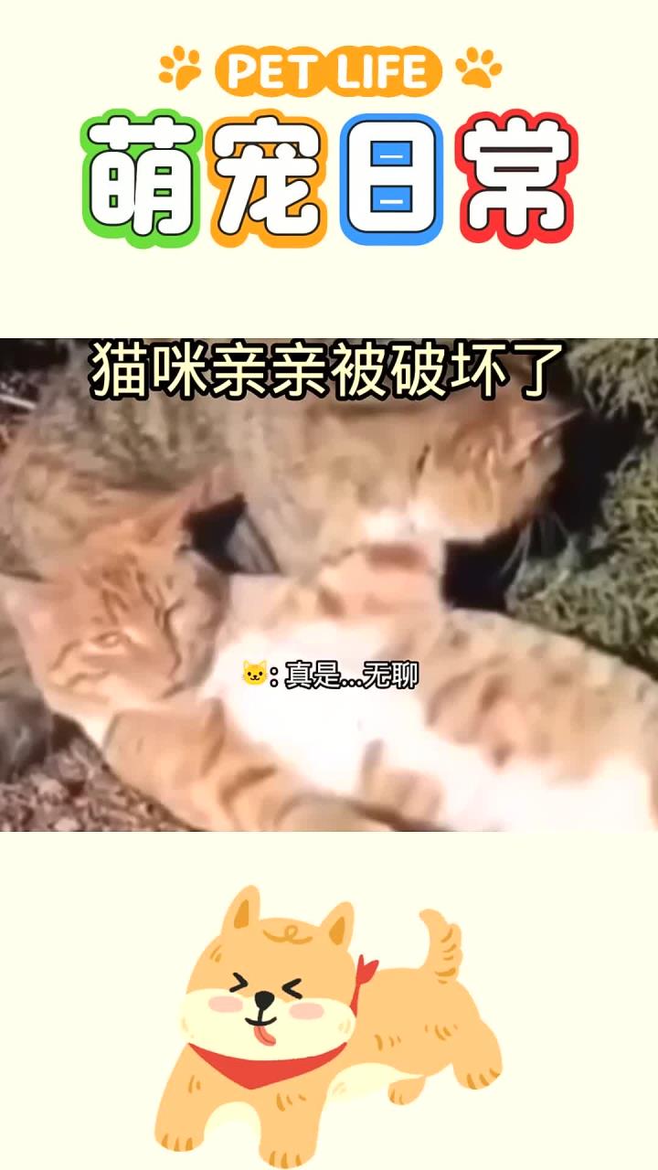搞笑动物配音四川话版动物配音 四川方言 万物皆有灵性