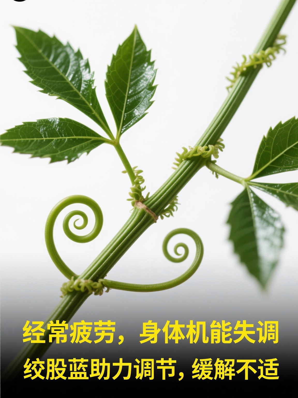 绞股蓝 绞股蓝是葫芦科绞股蓝属的多年生草质藤本植物,它还有许多亲切