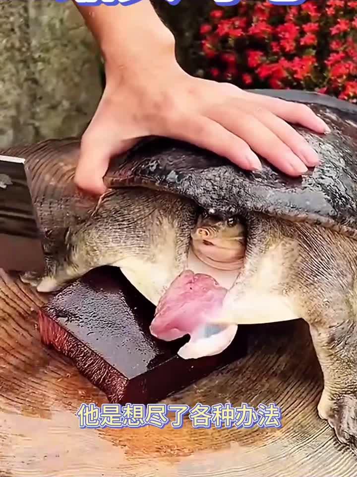 缩头乌龟被菜刀吓的都不敢出来了