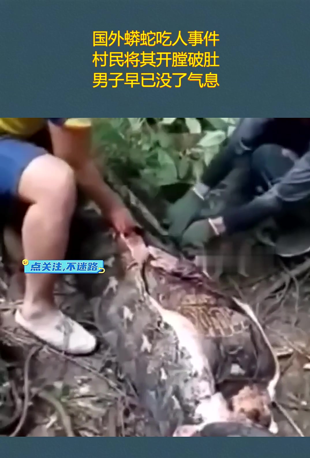 国外蟒蛇吃人事件,村民将其开膛破肚,男子早已没了气息!