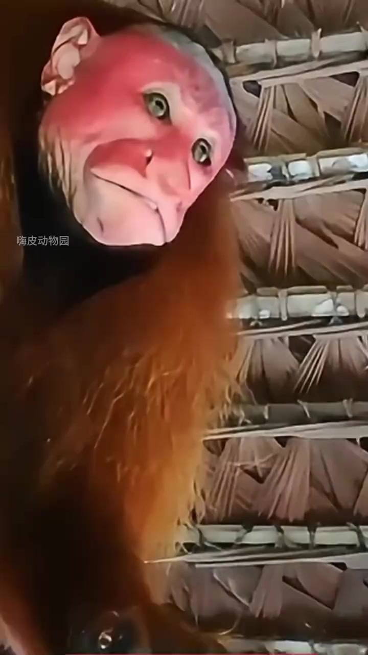 世界上长得最恐怖的动物赤秃猴,也是世界上最丑的猴子