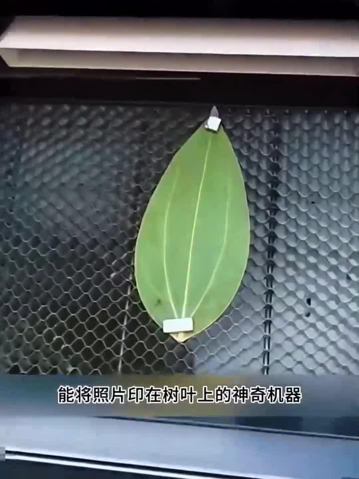 摄影树叶拍摄教程，技巧大全