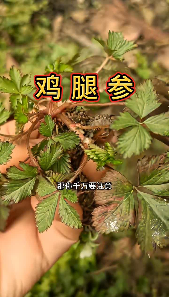 鸡腿参