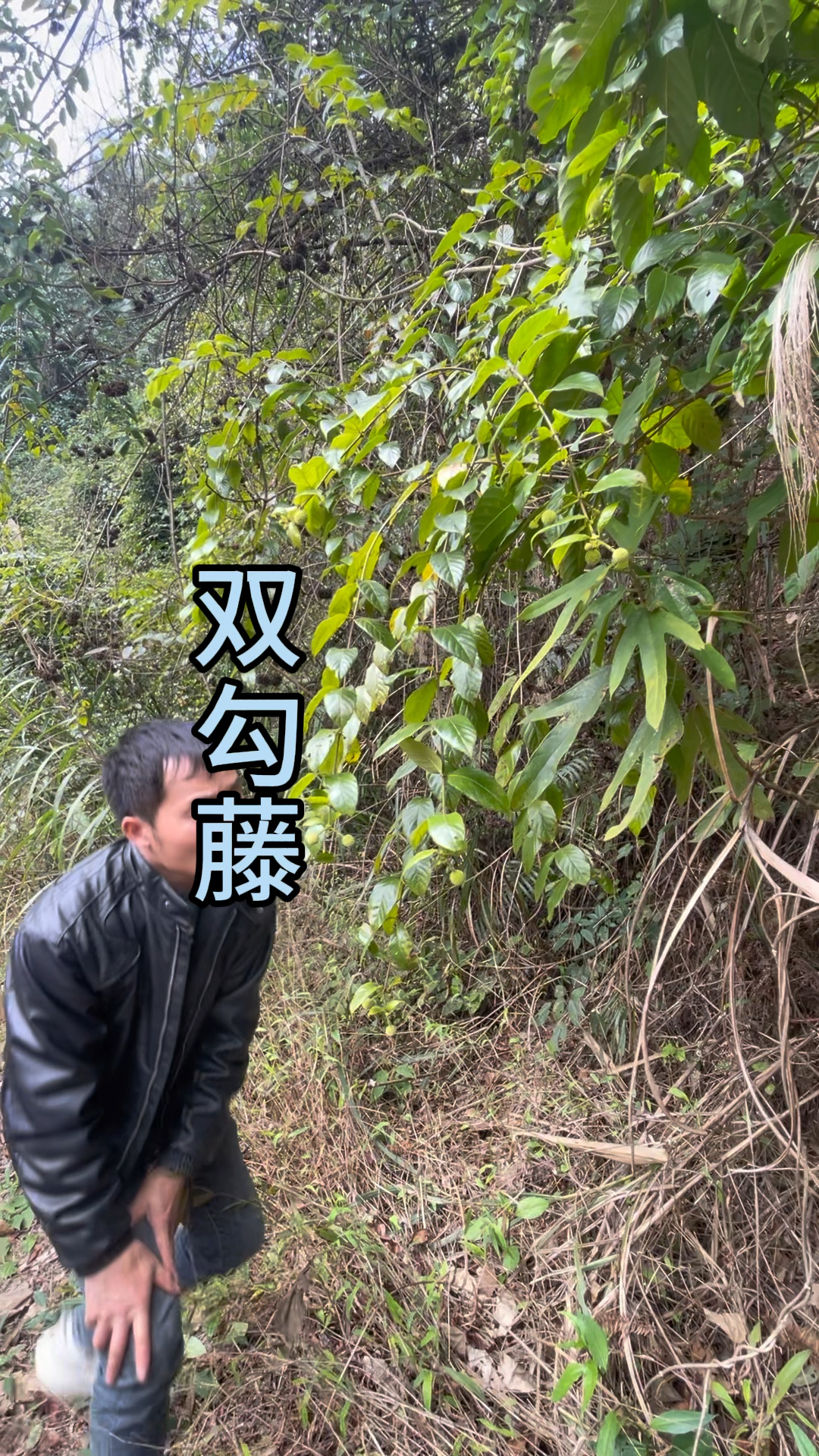 三农,农村生活,流传百年的双勾藤