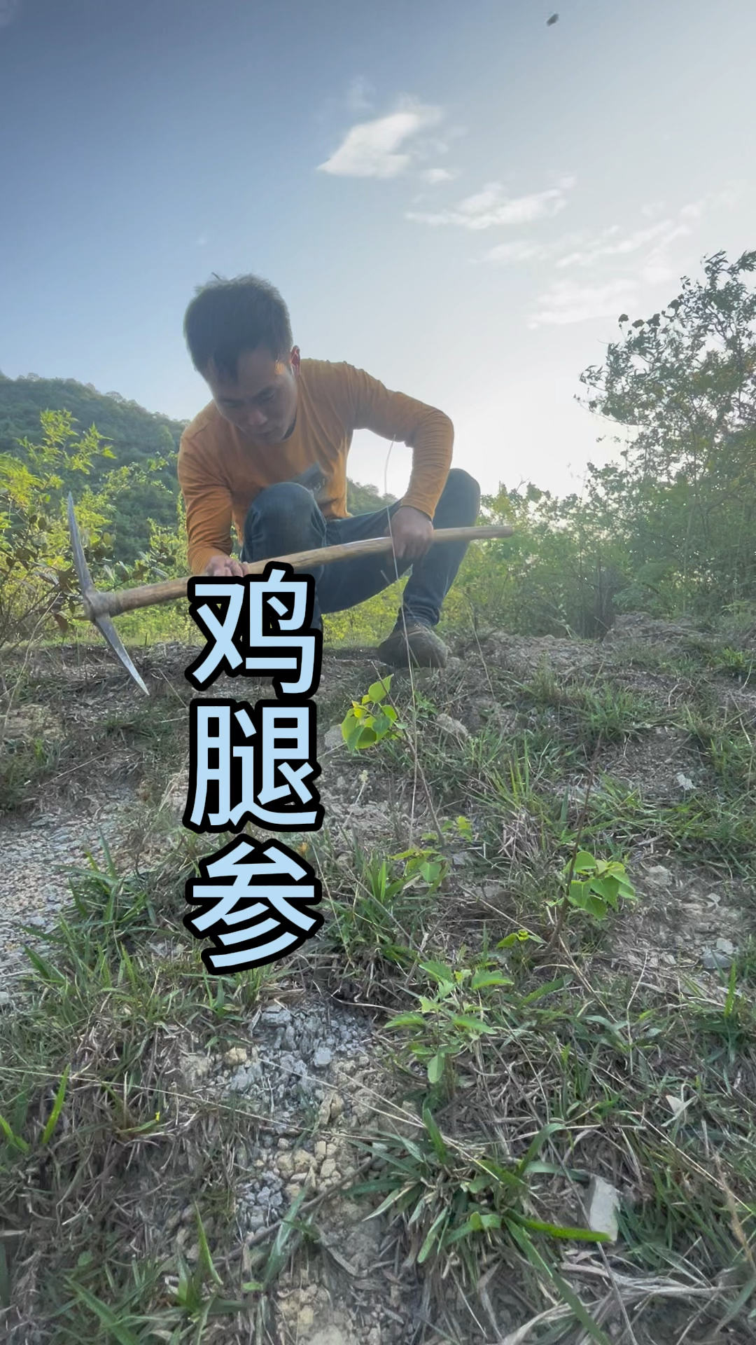 三农,农村生活,鸡腿参别名翻白草