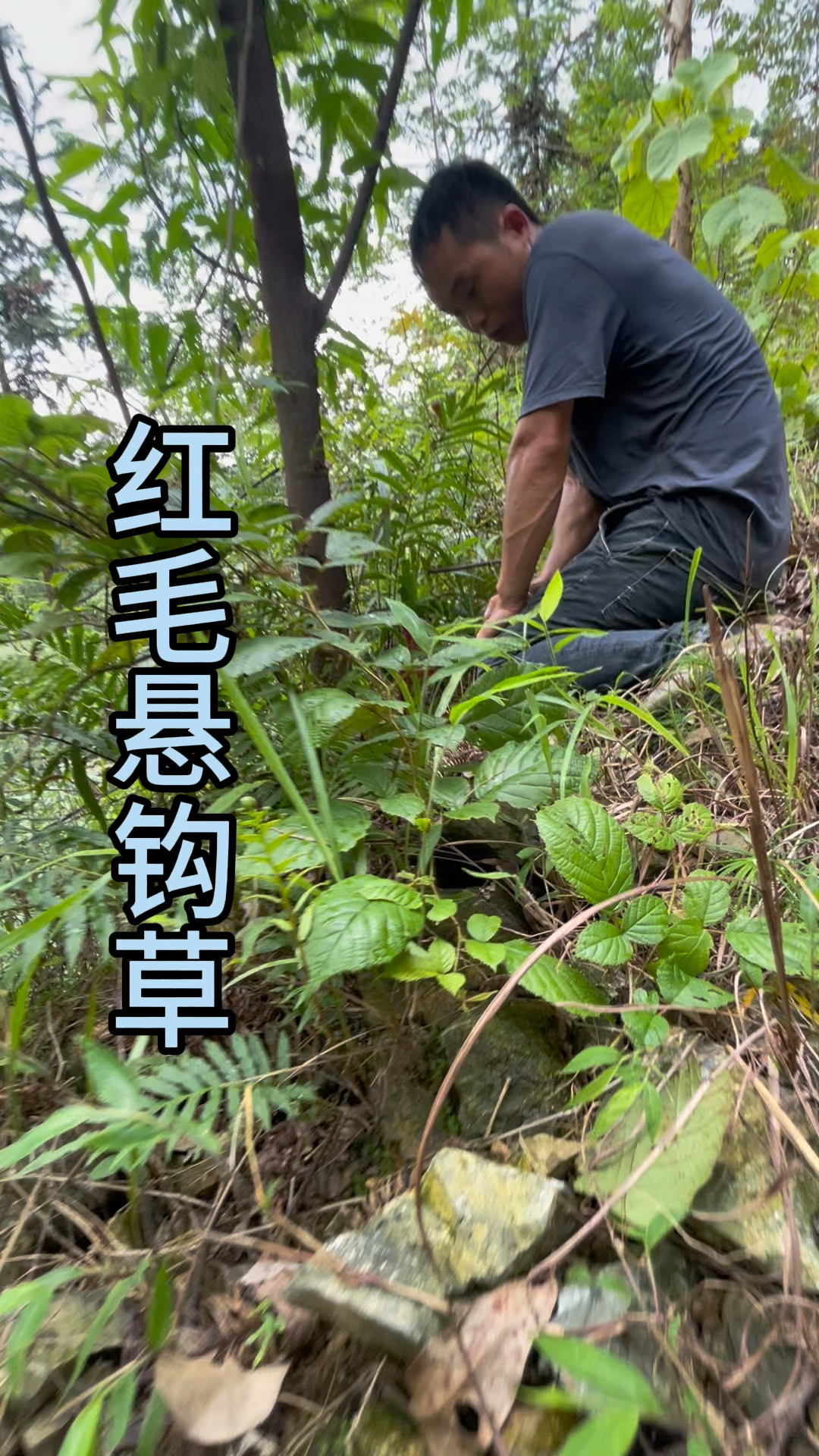 三农,农村生活,红毛悬钩草