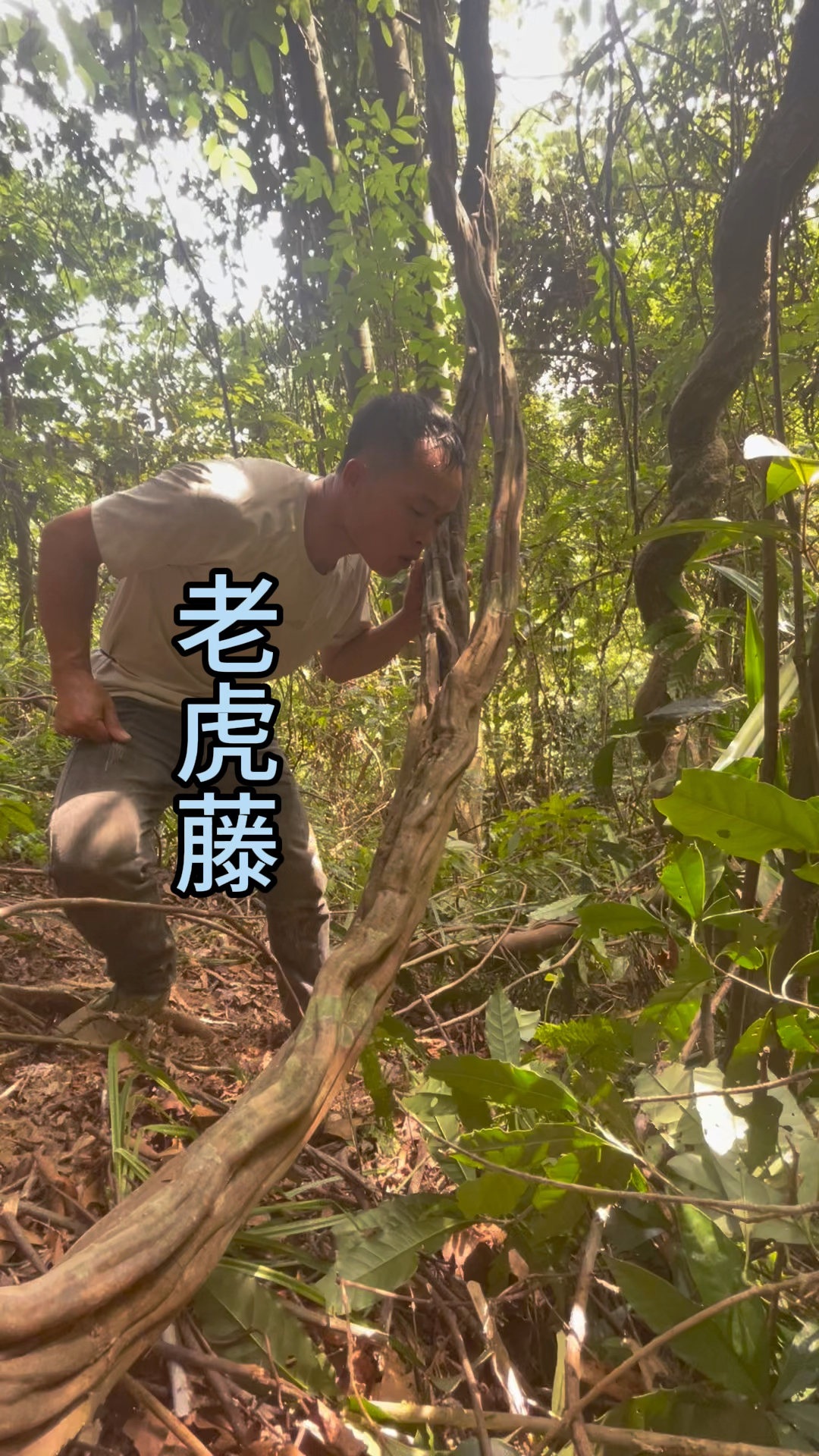 三农,农村生活,老虎藤大家认识吗?