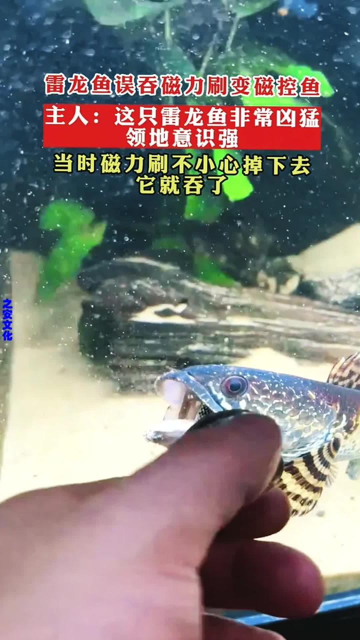 磁力鱼=磁力鱼缸擦有用吗