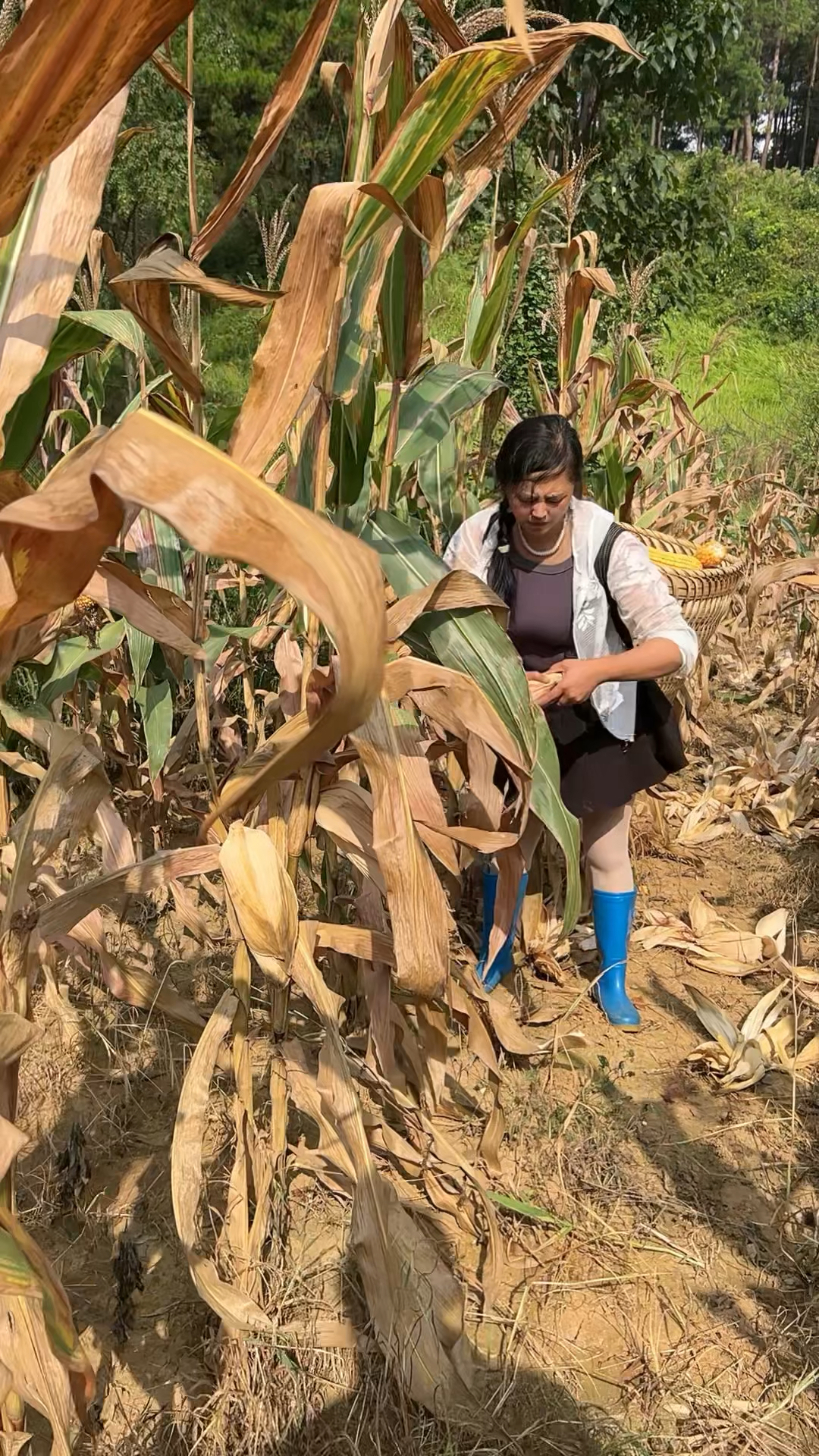 搬玉米很累,但我乐在其中