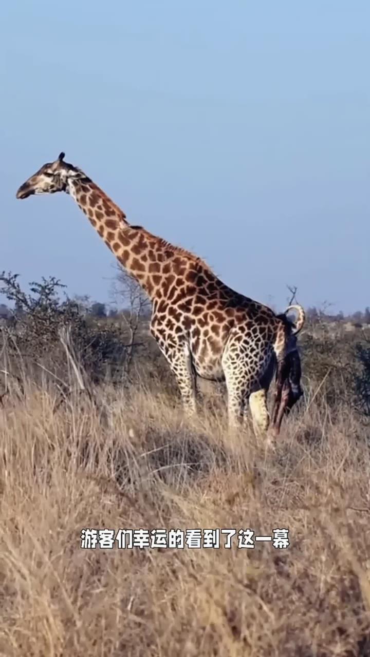 长颈鹿妈妈分娩