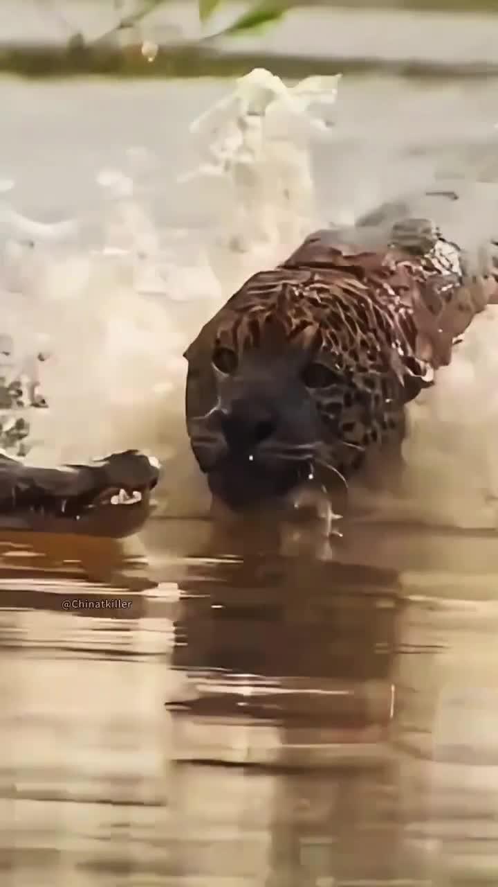 花豹捕食鳄鱼的精彩瞬间!