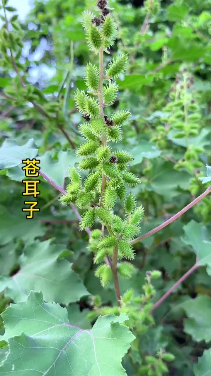 痴头婆,你的家乡也有这种植物吗?