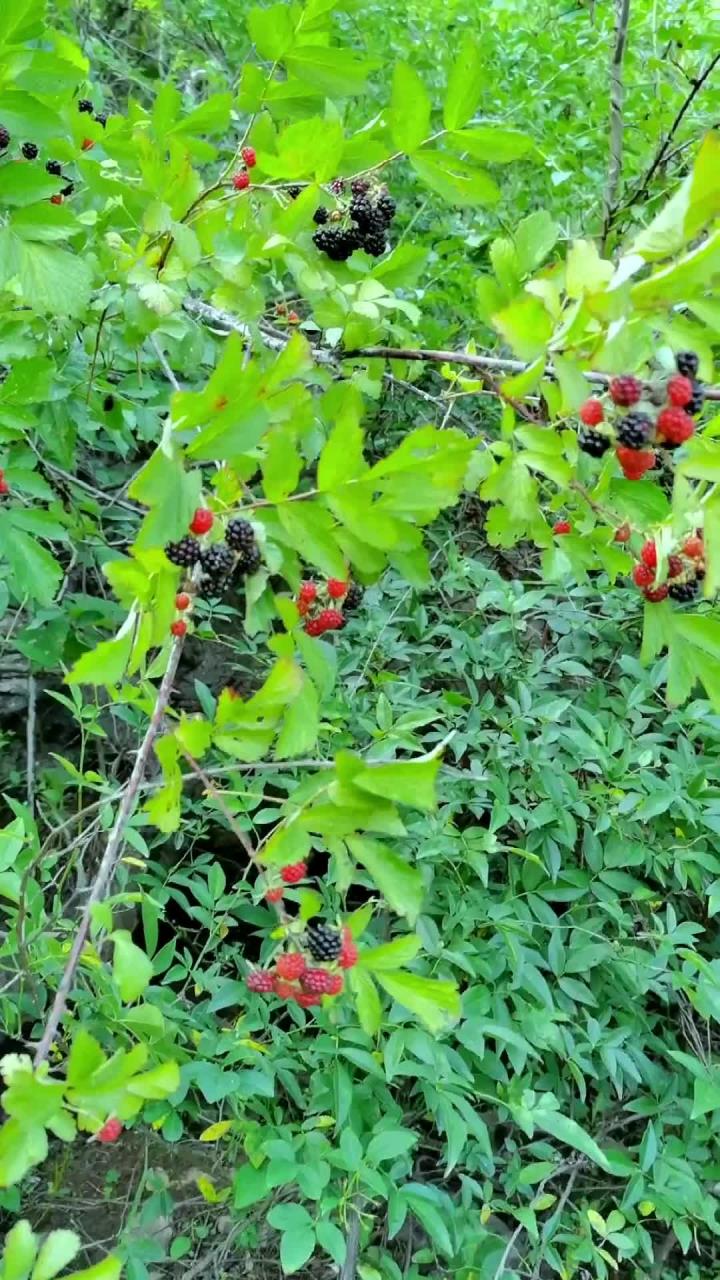 山莓成熟了,这种陪伴我们儿时的野果你还能想起它的味道吗?