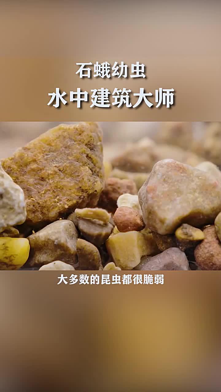 石蛾幼虫,不仅能在水下建造房子,还能在水下结网