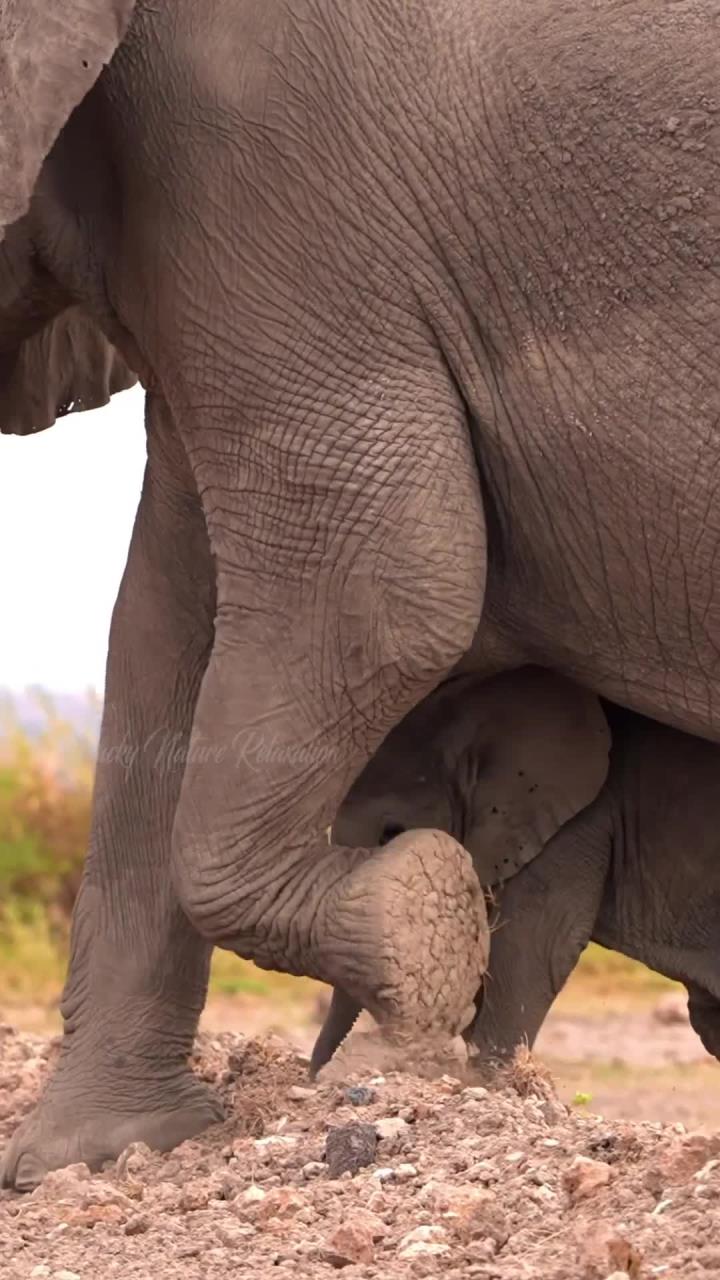 超度大象-超度大师笔趣阁