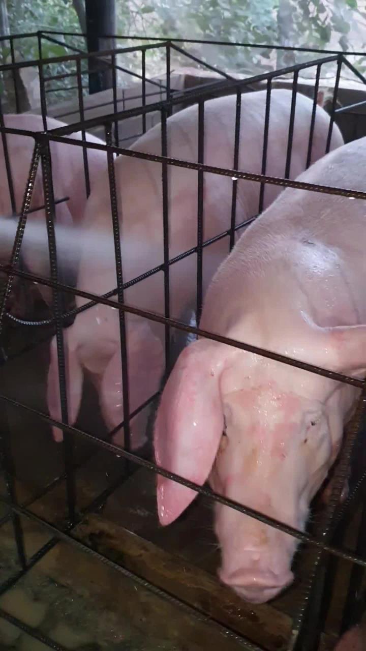 给妈妈猪洗澡,感受农场悠闲时光