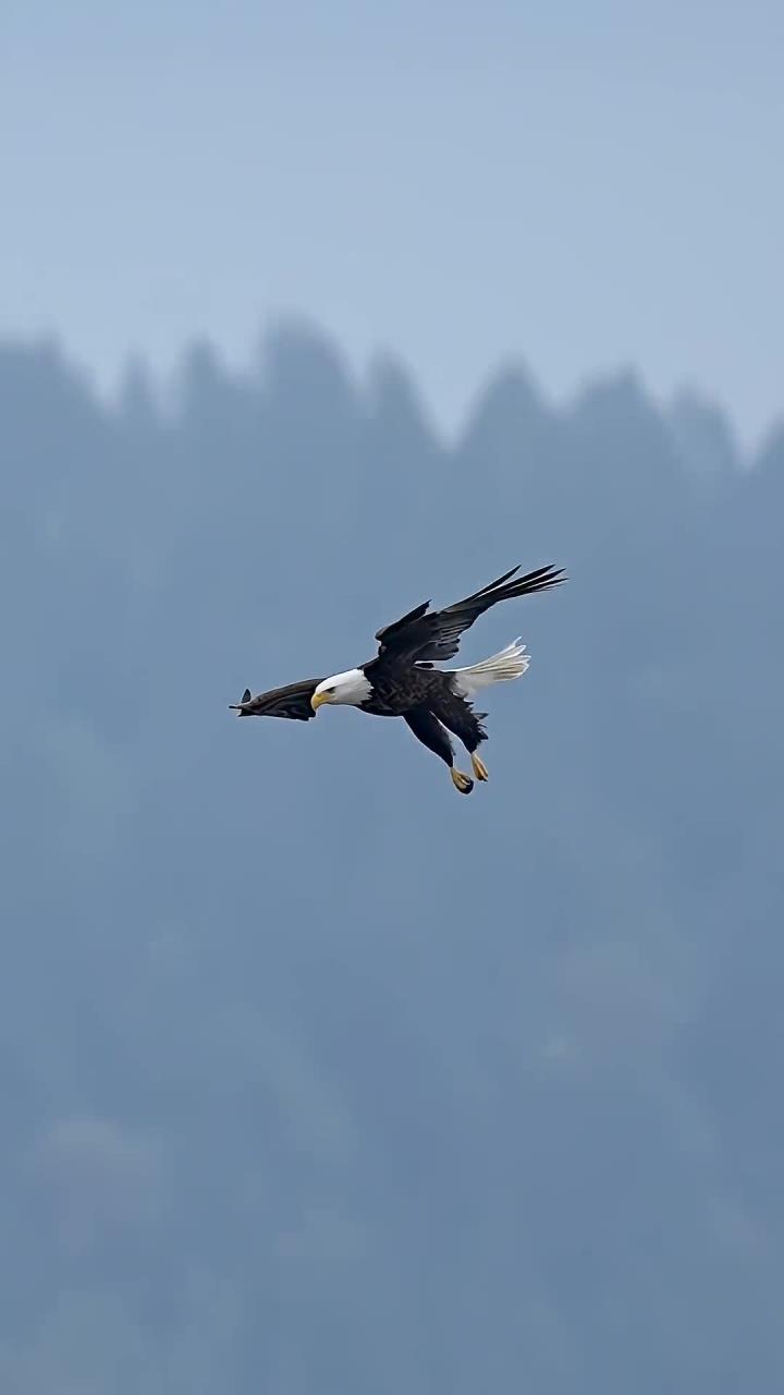 体验雄鹰飞翔的震撼瞬间,感受高空翱翔的自由与力量