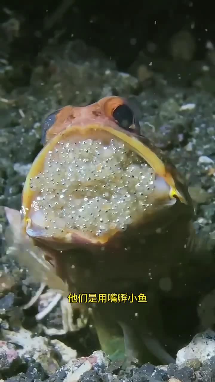 后颌鱼的繁殖现象,完美展现了父爱的伟大