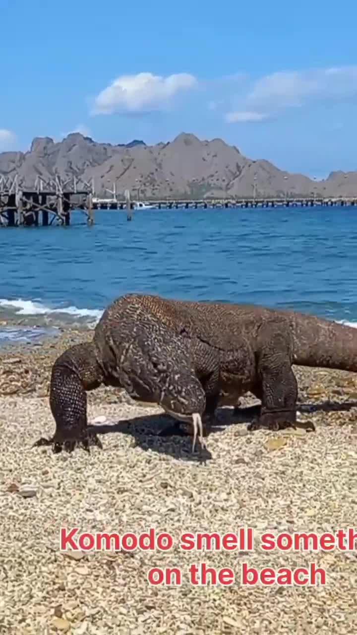 巨型科莫多龙嗅到什么了?