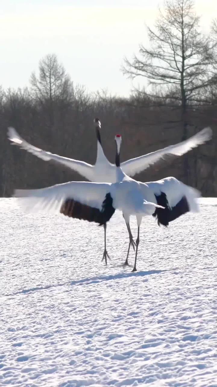 丹顶鹤翩翩起舞展现浪漫求偶美丽瞬间
