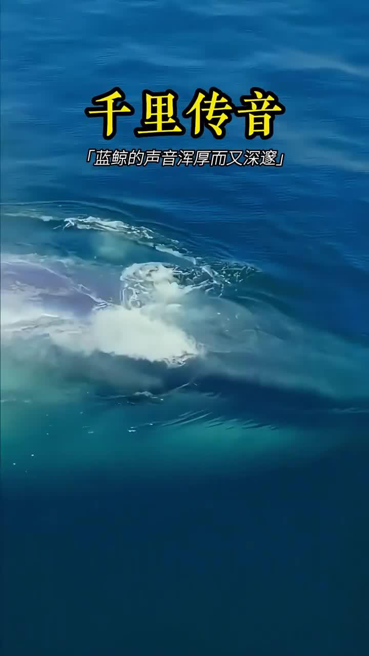 蓝鲸的远程交流,深沉而丰富的声音世界!