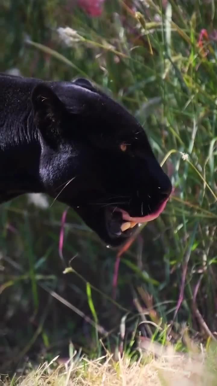 神秘黑色美洲豹,气场强大的动物之王