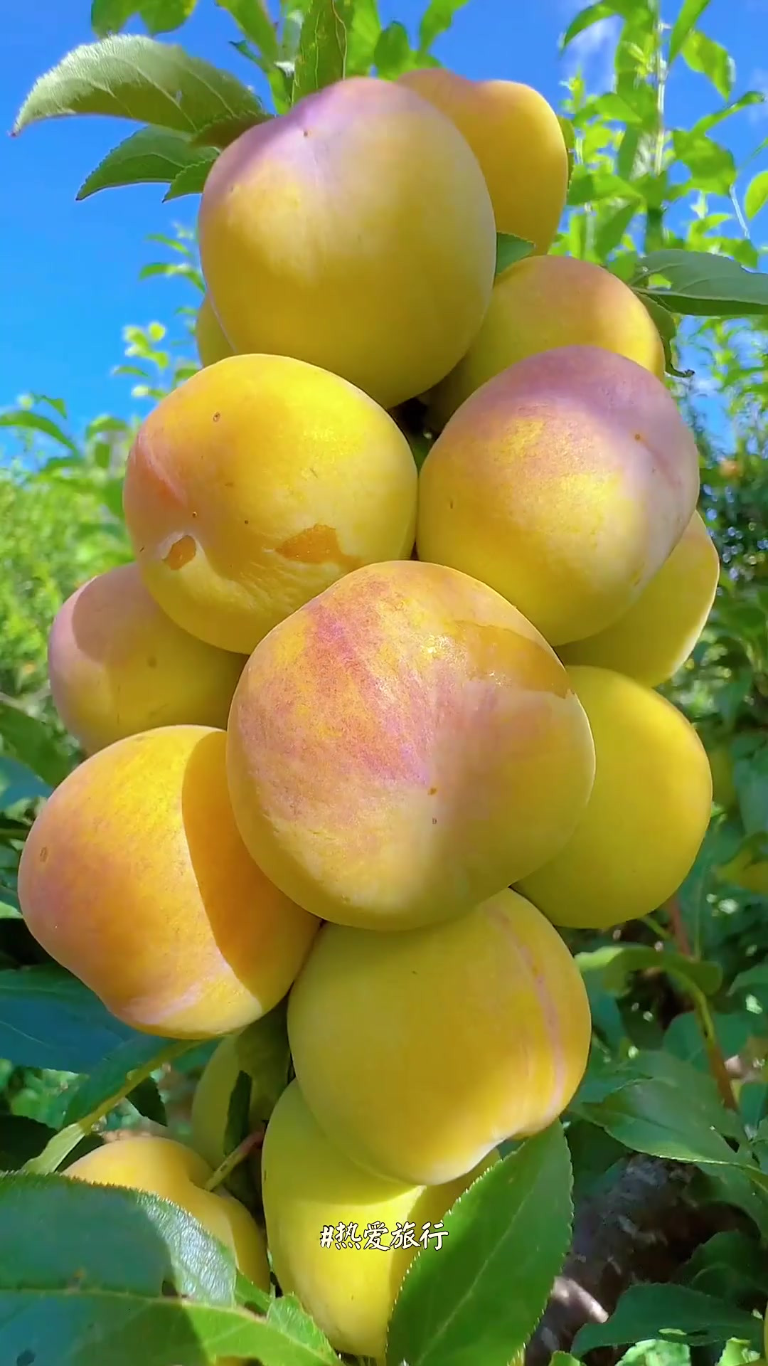 旅行推荐,品过你的酸,尝过你的甜,三里清风不如李,愿李子甜