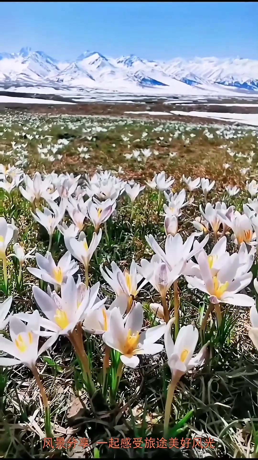 旅游新疆那拉提空中草原 冰雪才渐渐消融,野百合也称为顶冰花