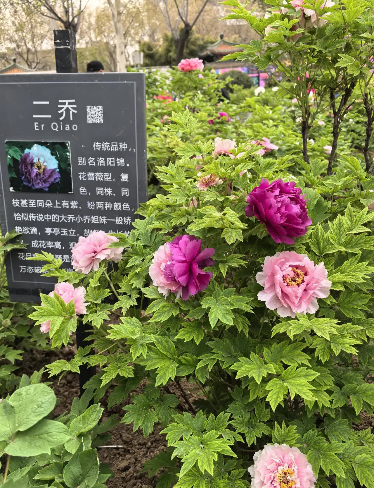 我3月30号去了实话实说大部分的牡丹花还没有开还只是花苞待放