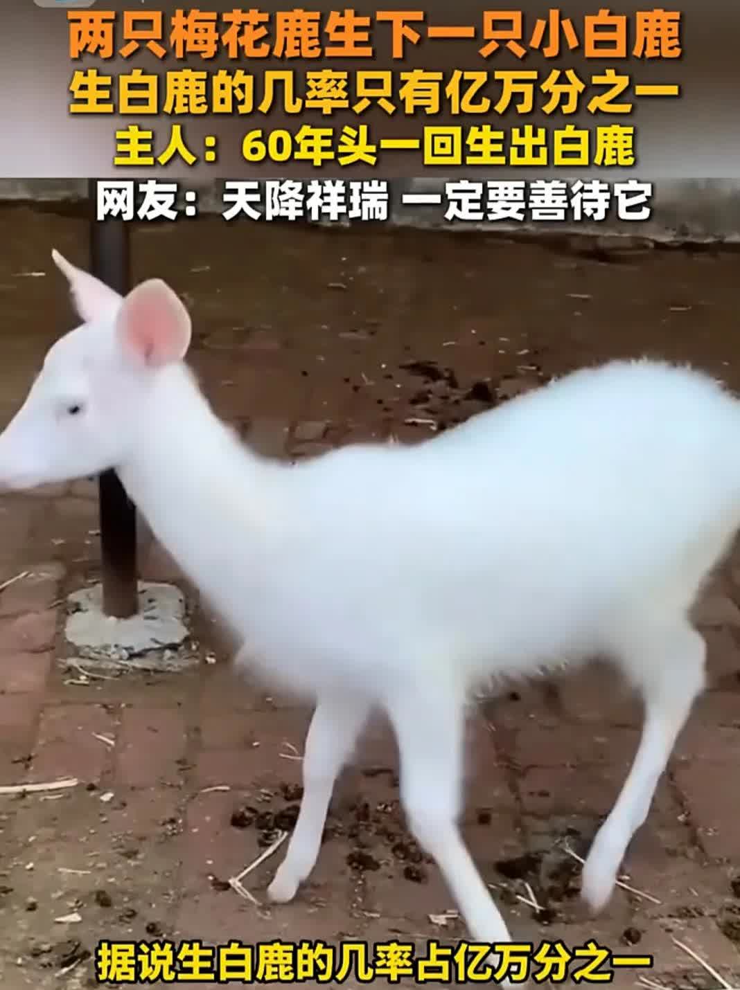 一清二白是指什么动物