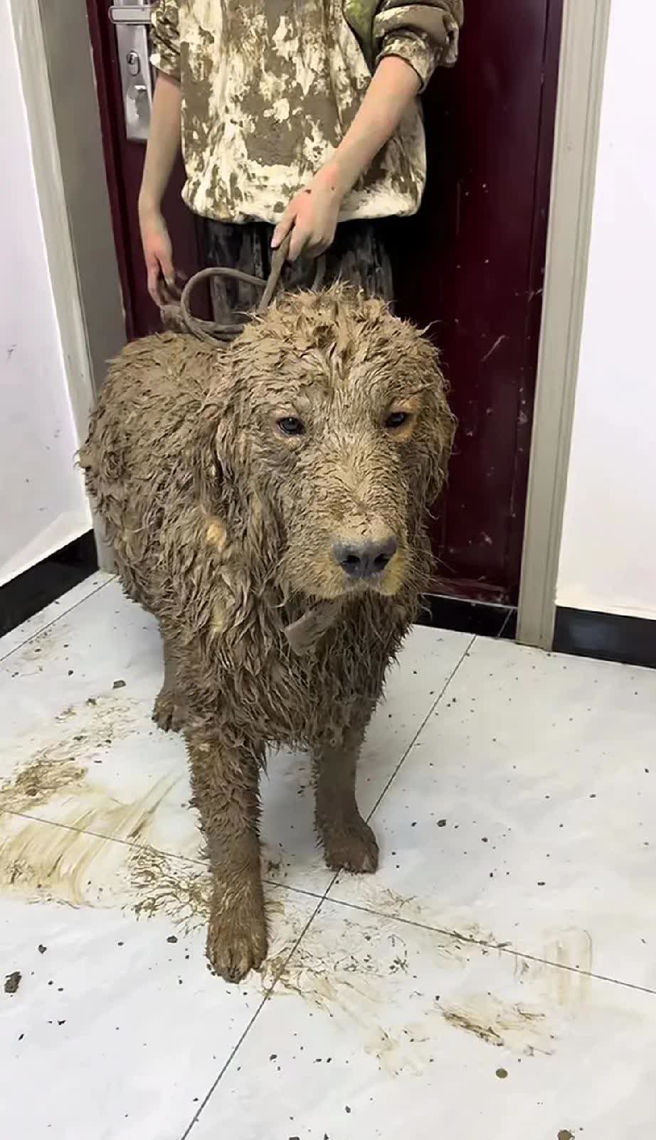 看狗狗和孩子都弄得脏兮兮的,孩子好在还有自知之明,觉得做错了事,一