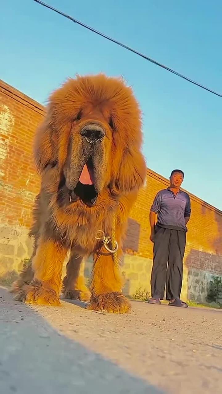 全网最大的藏獒你认识吗?