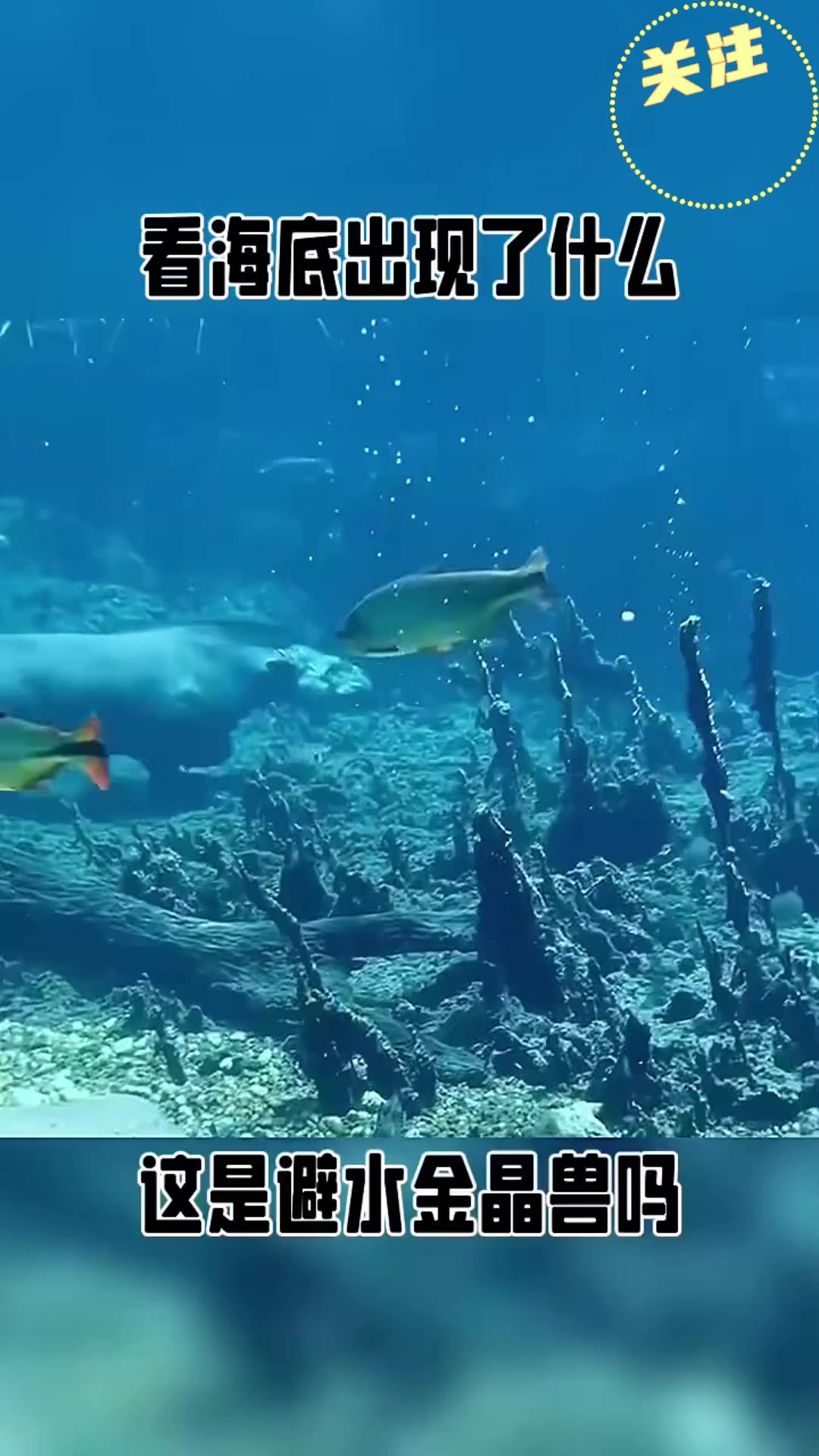 海底的神秘生物,真吓人啊