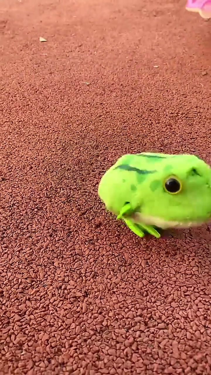 快乐的小青蛙,蹦蹦跳跳真可爱